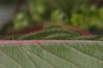 Smooth amaranth <BR>Smooth pigweed